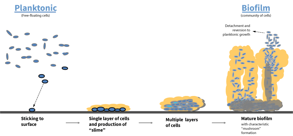 Science of Biofilms