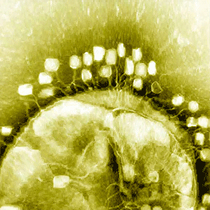 Microbiology testing for bacteriophage from Innovotech, Canada and the US